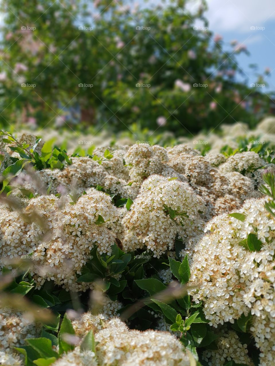 Flora blooming on the hedgerow