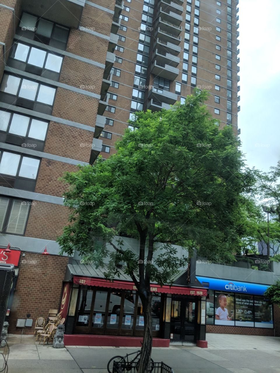 Look a tree in New York City