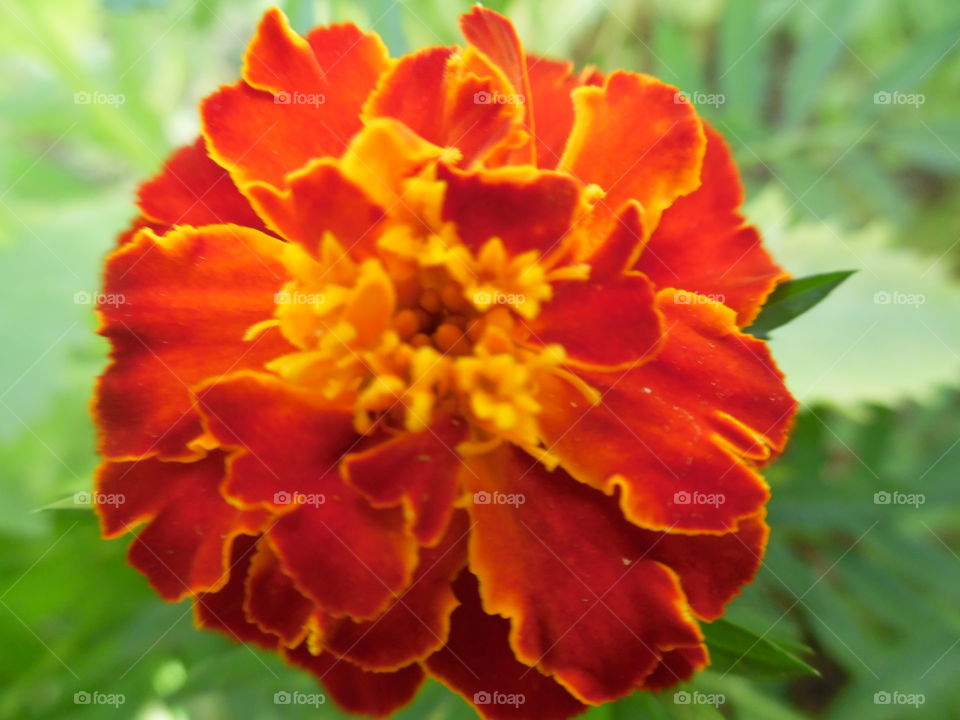 pretty orange flower
