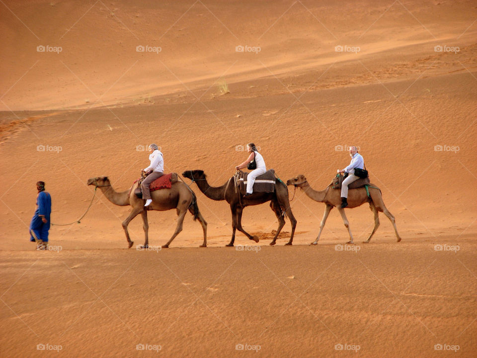 hot mammals sand brown by hofit25