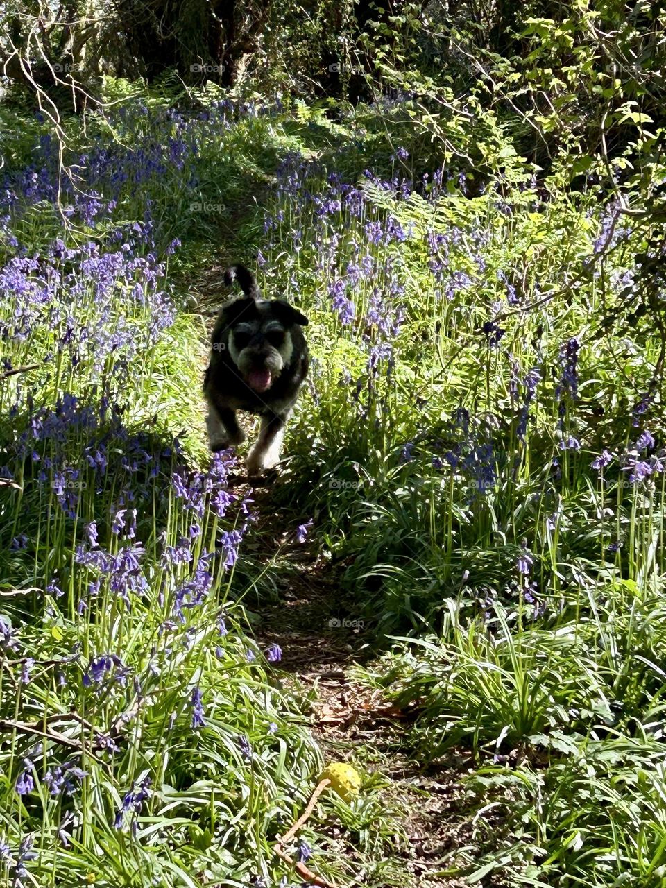 Dog charging through woodland