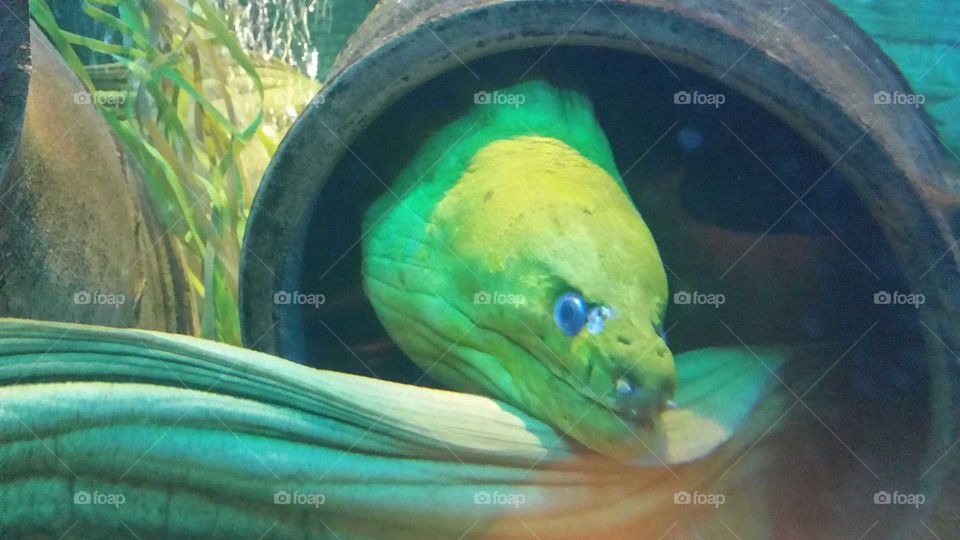 green electric moray eel with blue eyes