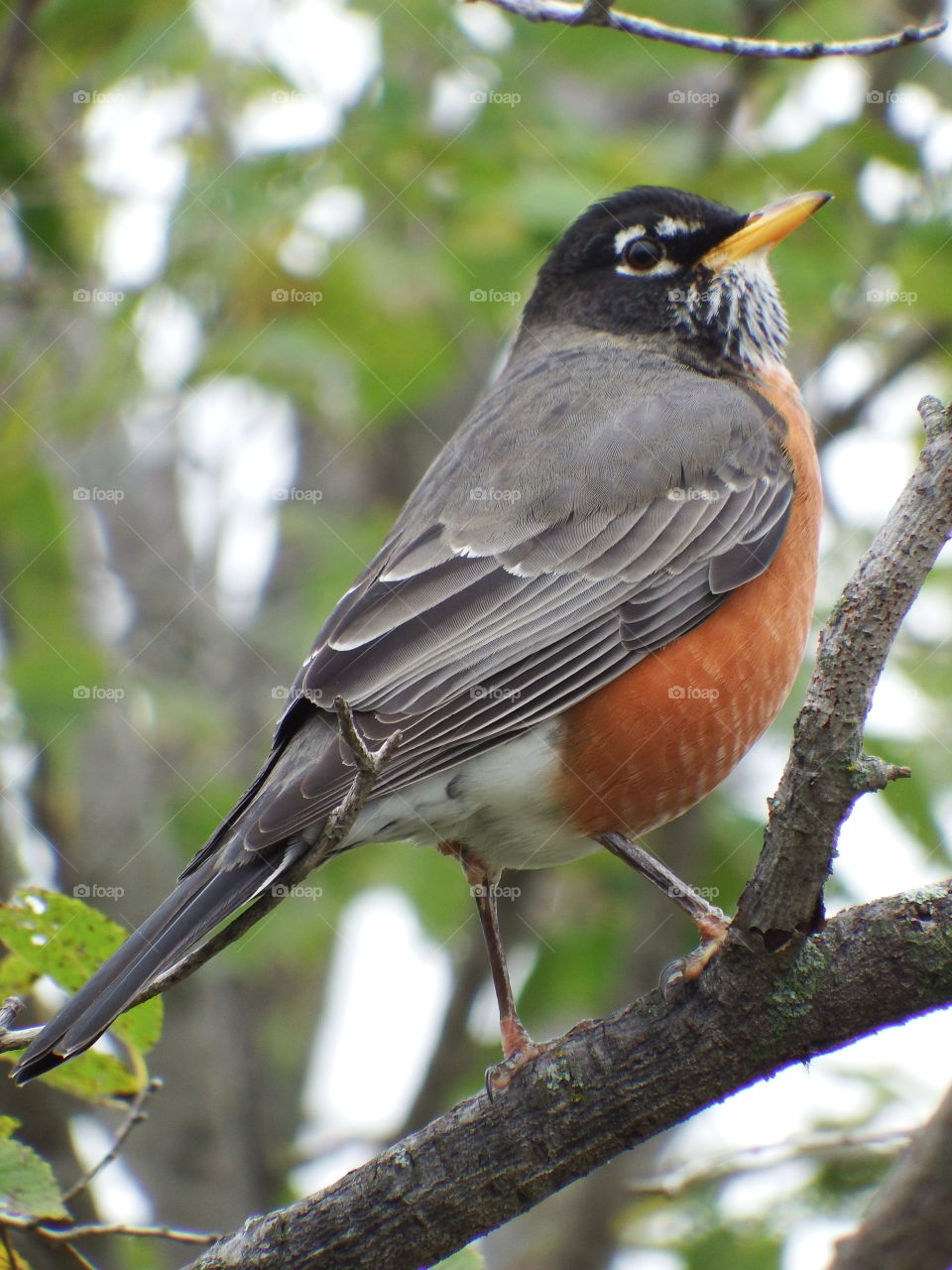 fat robin closeup in a tree