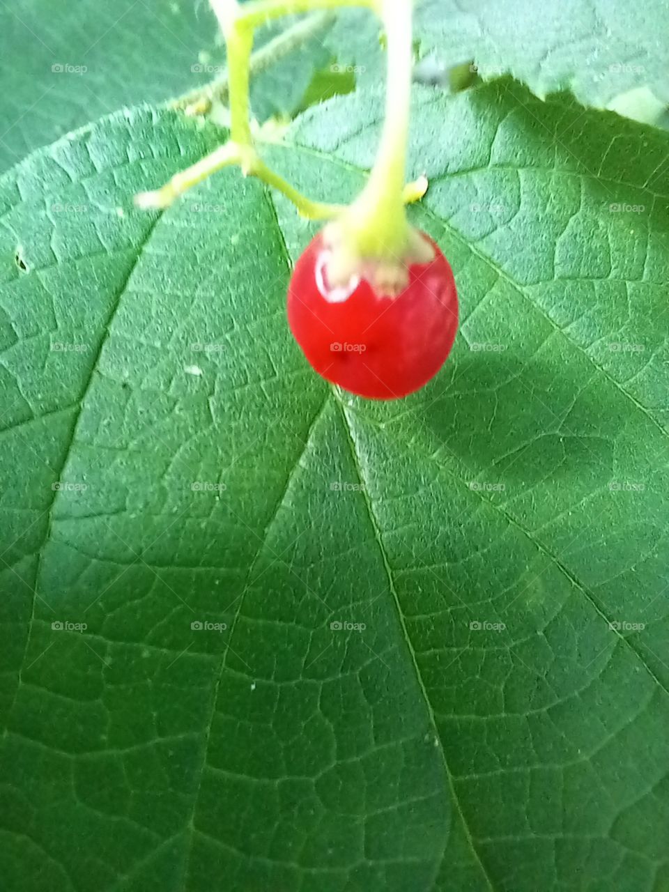 the red explosion on green
