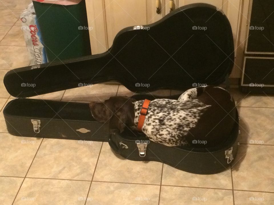 Bird dog sleeping in guitar case