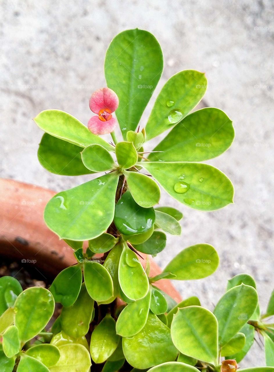 Euphorbia milii plant.