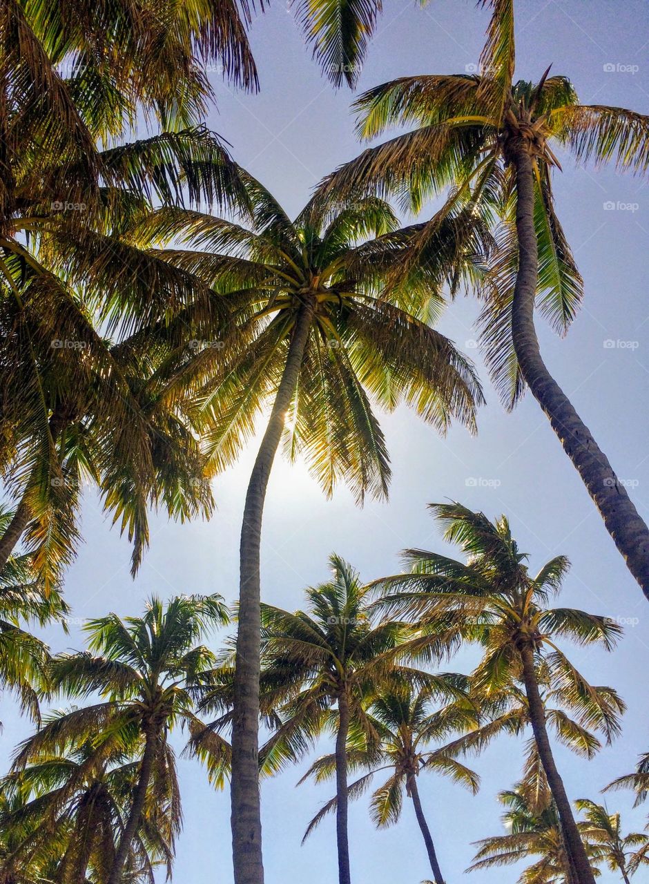 Coconut palms on Fortaleza beach - CE, Brazil