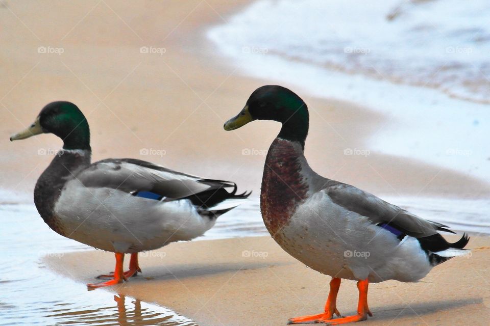 Mallard ducks on the beach