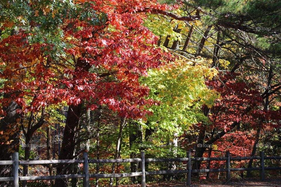 Nature during Autumn 
