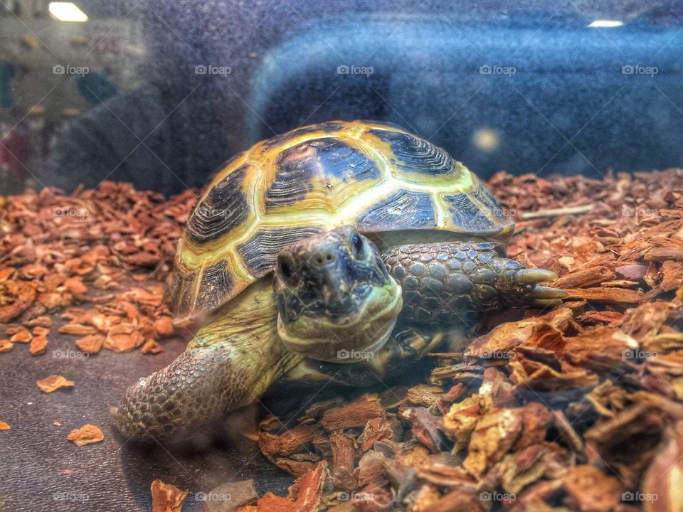 Turtle we saw at a pet store