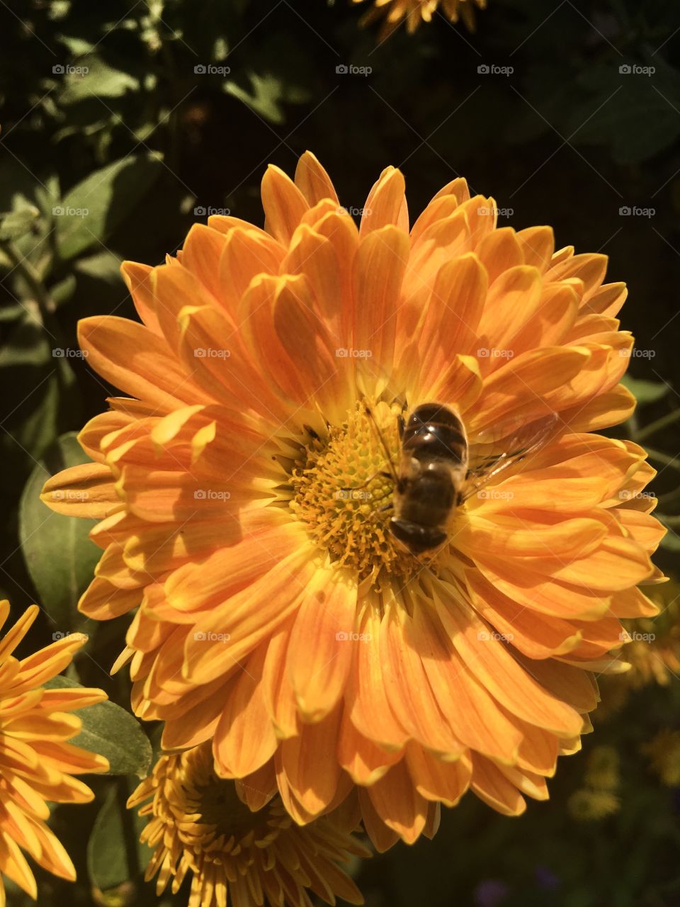 The bee is on the orange color flower. Home garden. Flowers background. The beauty of nature. Sunny day. 