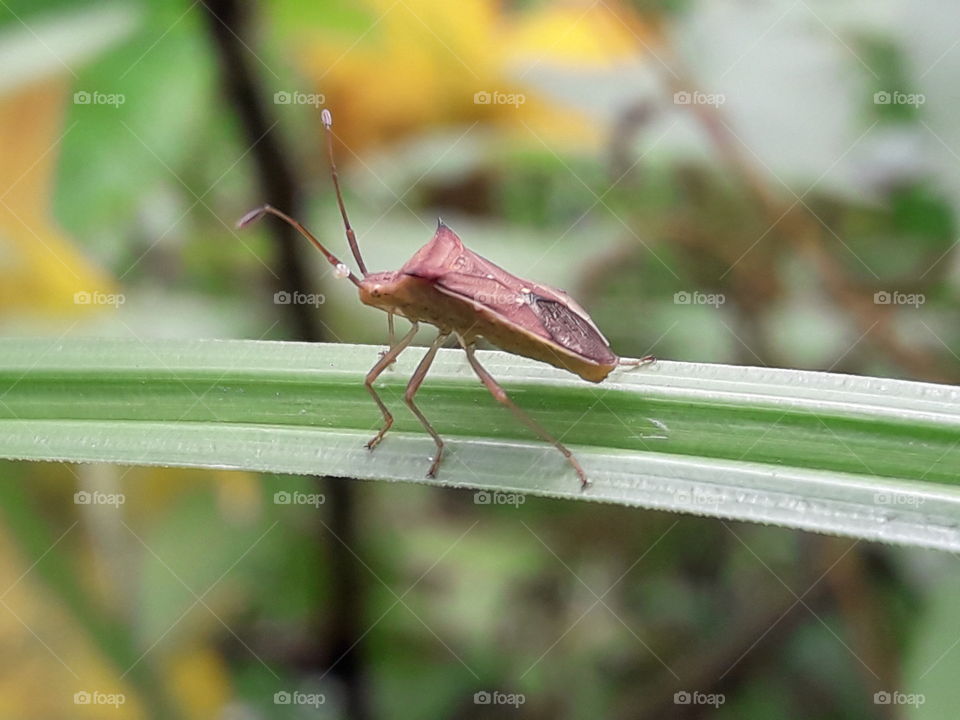 A insect sitting on a grass leaf