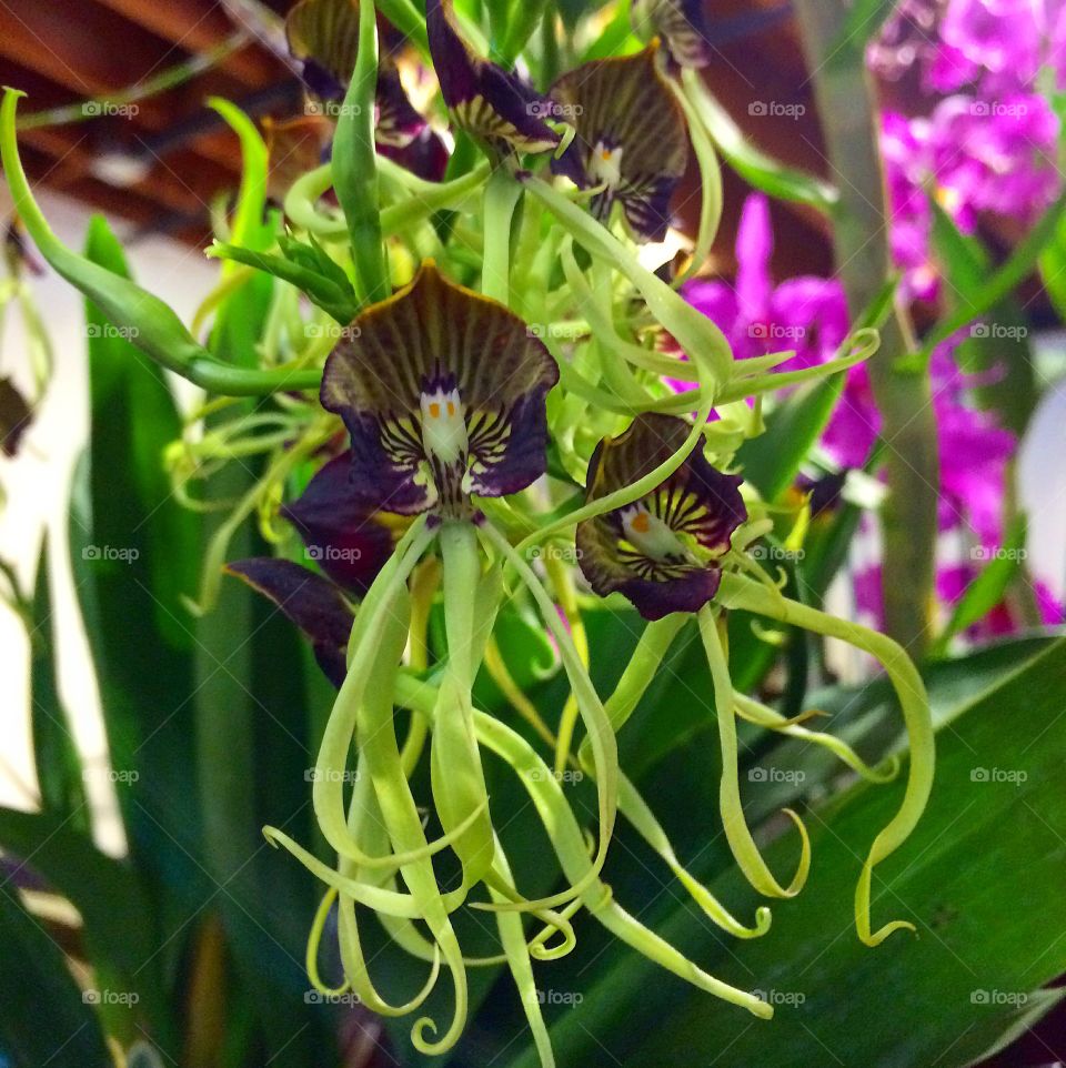 Orchid tentacles 