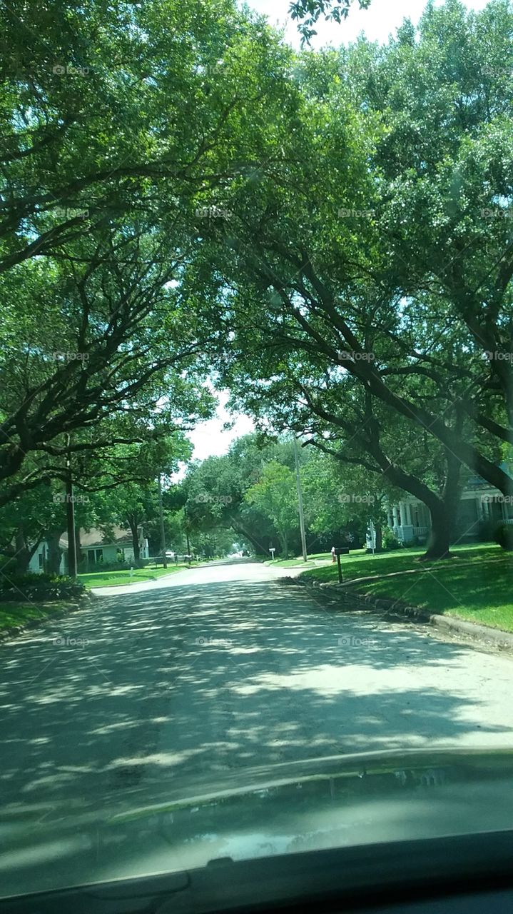 tree lined
