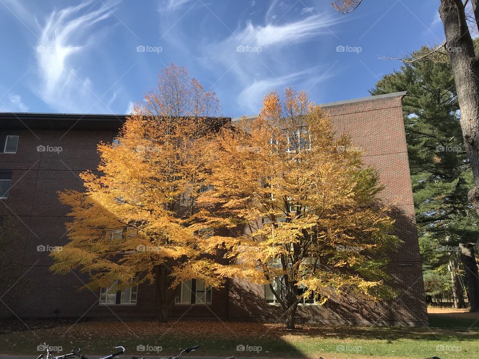 Autumn trees on a college campus in Maine. Bright orange with a blue sky and wispy clouds in the background. 