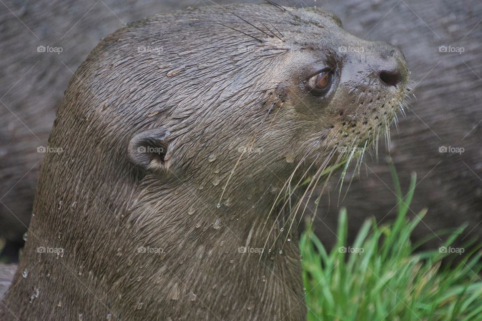 Sea otter