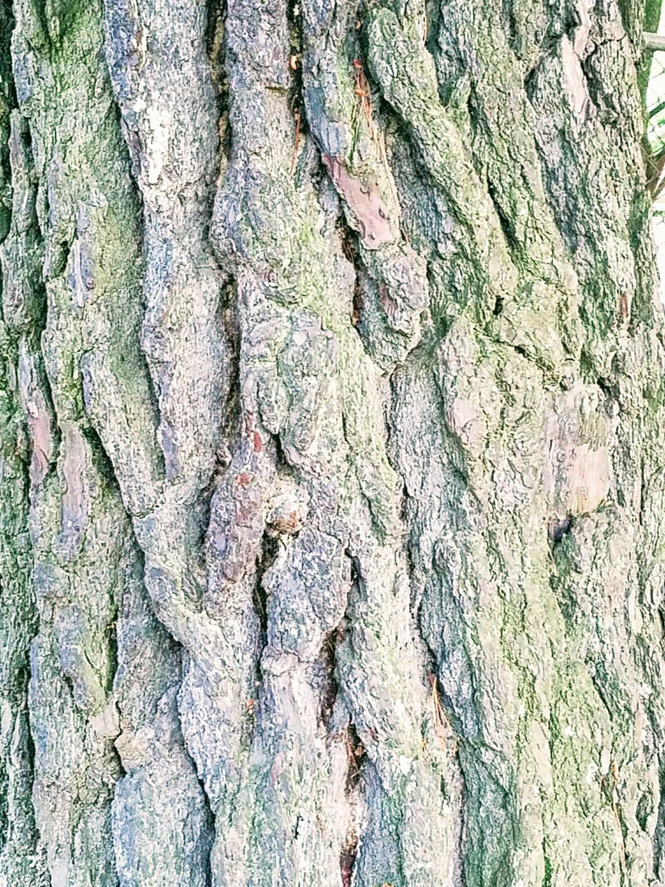 Bark Texture