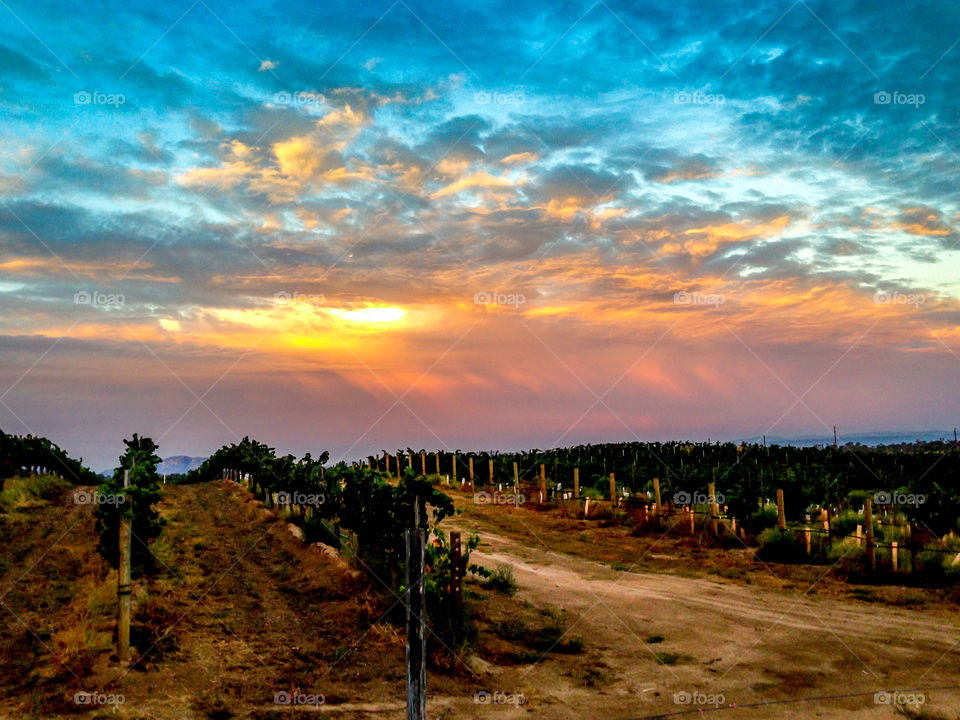 Vineyard Sunrise . Dawn breaking over Temecula, CA vineyards. 