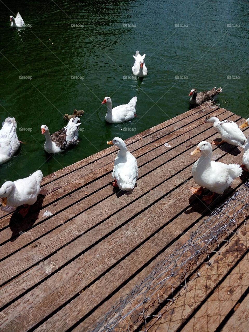 patos # ducks
