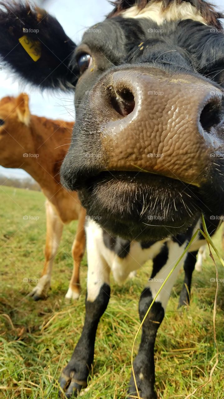 Grazing heifer