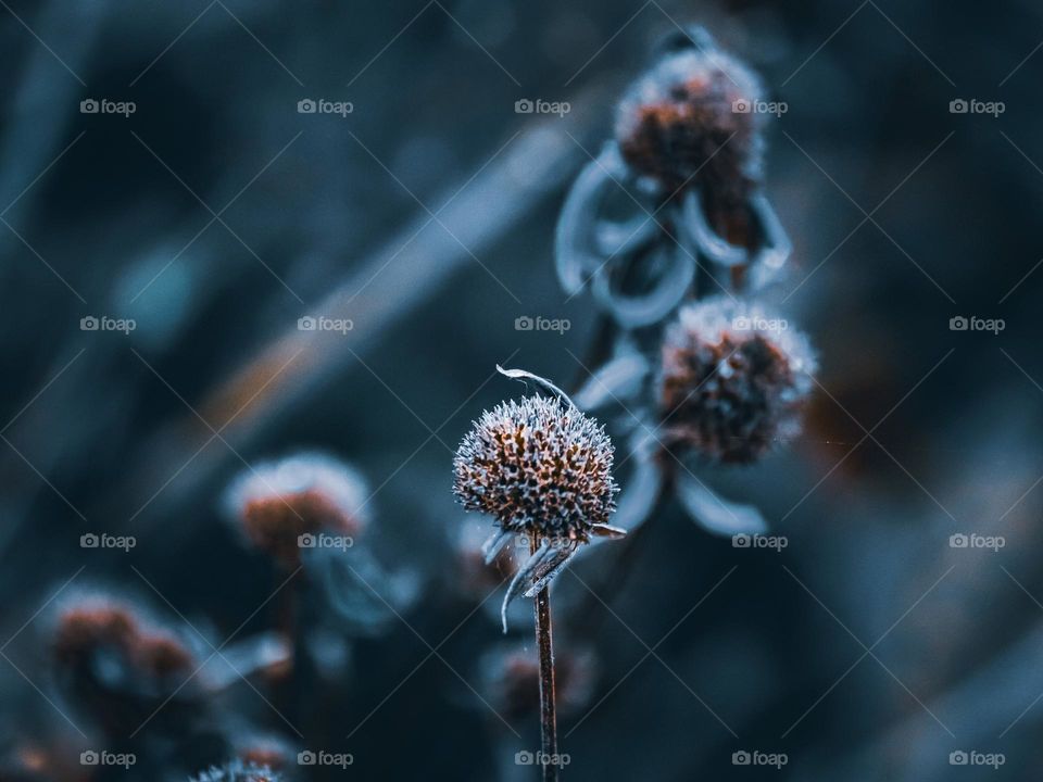 Cold and dried up flower buds in close up view