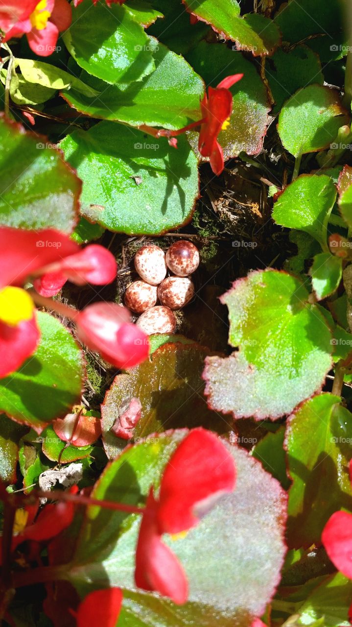 spring eggs