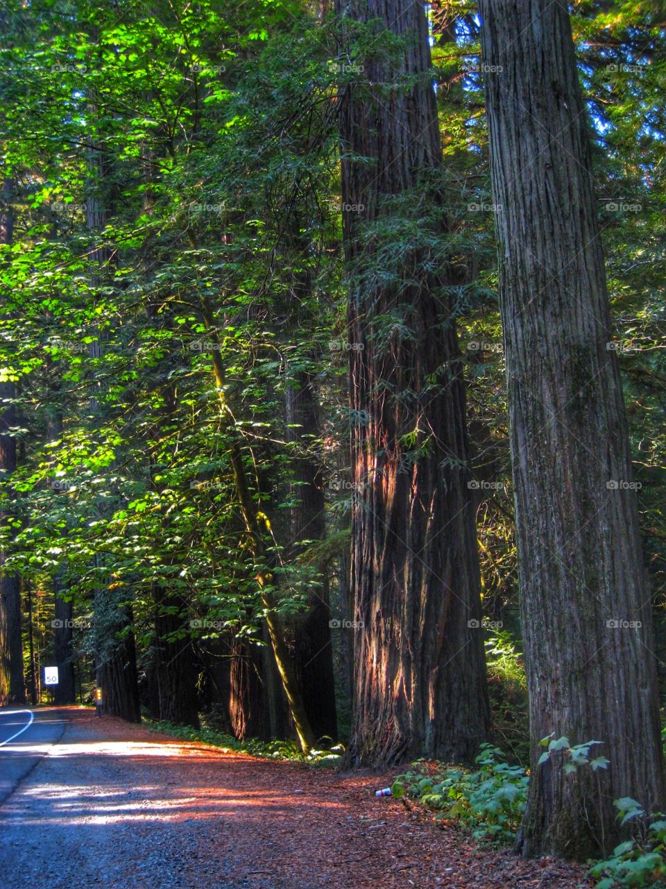 California redwoods