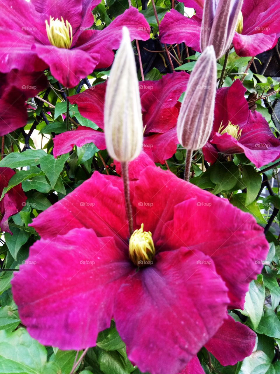 Italian clematis is a beautiful flower that climbed. Good for decorations and gardening outdoor.