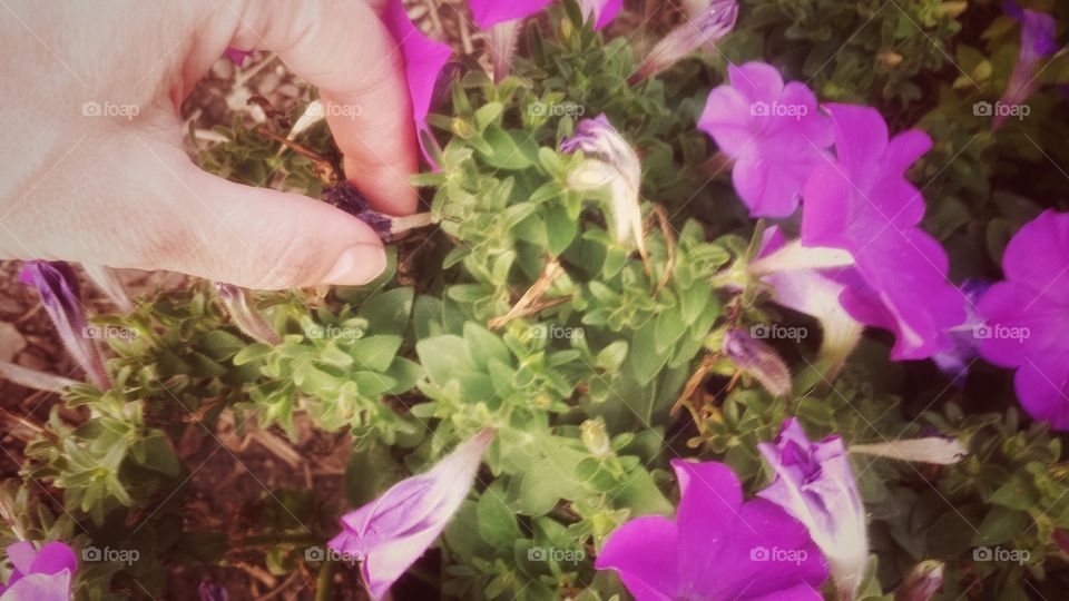 Deadheading Petunias