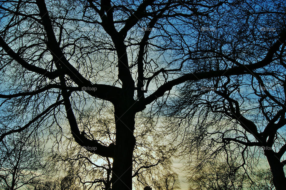 LONDON LONDRES TREES ÁRBOL GÓTICA