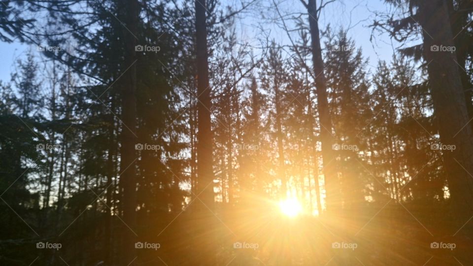 sun in forrest