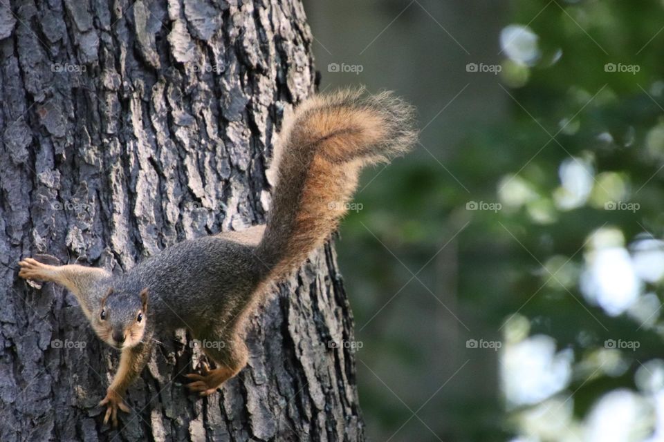 Squirrel climbing on tree with sun shining on tail