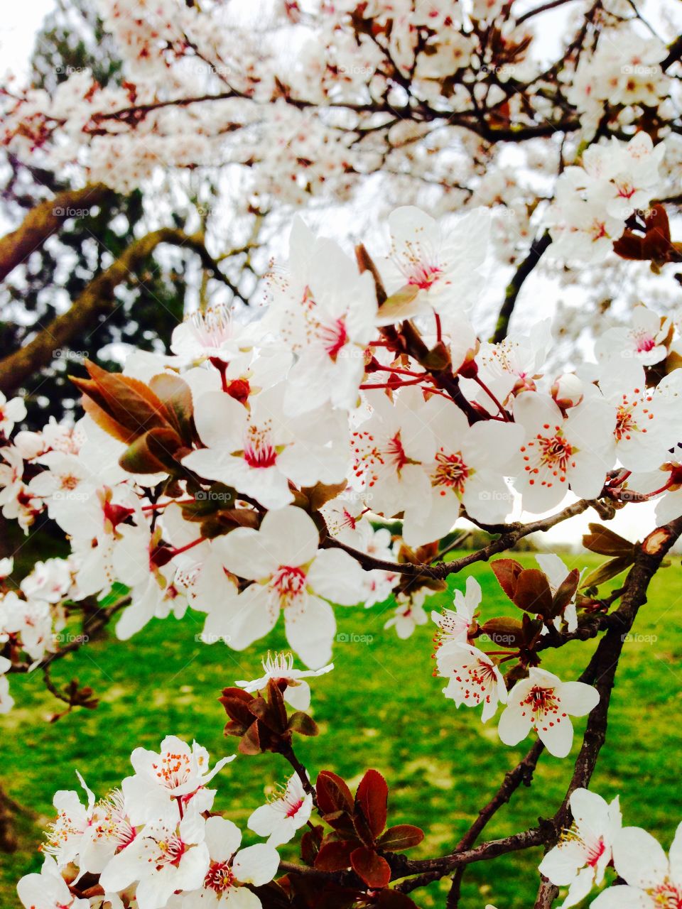 Cherry blossoms in donau park, Vienna