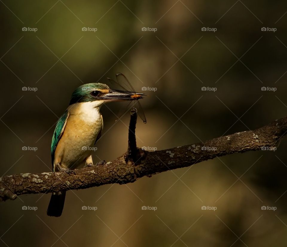 Sacred Kingfisher