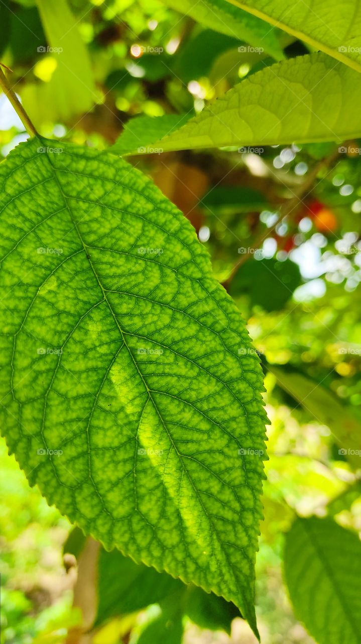 colour of the summer