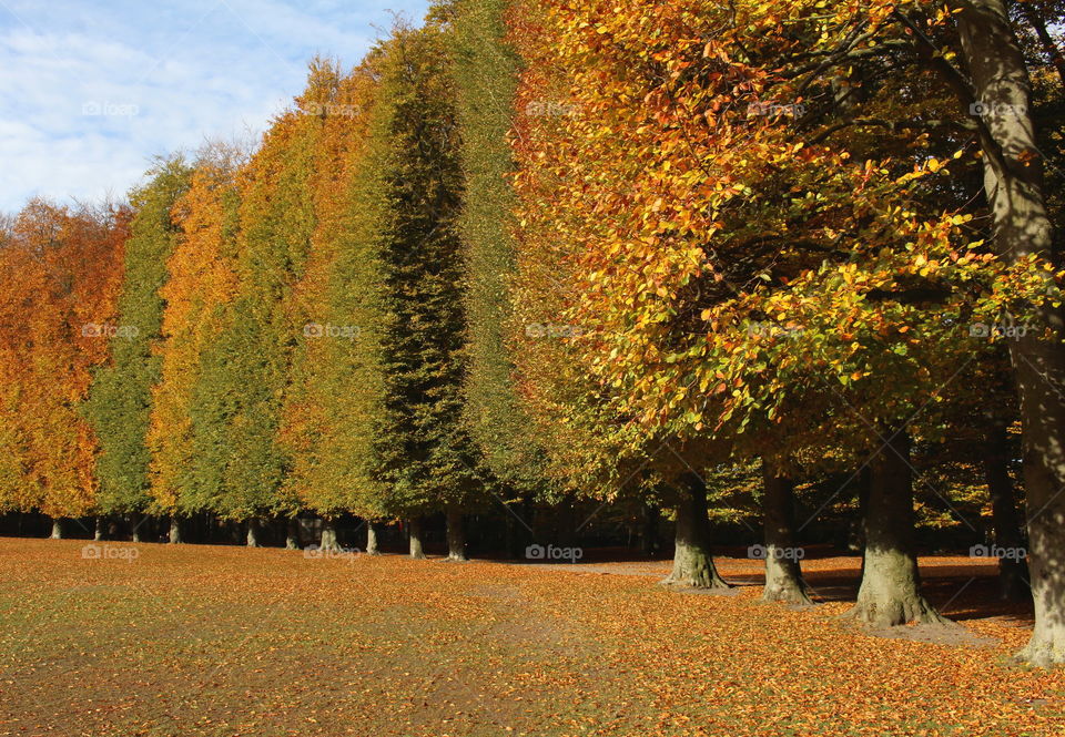 Changing autumn colors in the park.