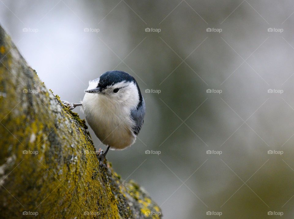 White-breasted nuthatch on a tree trunk