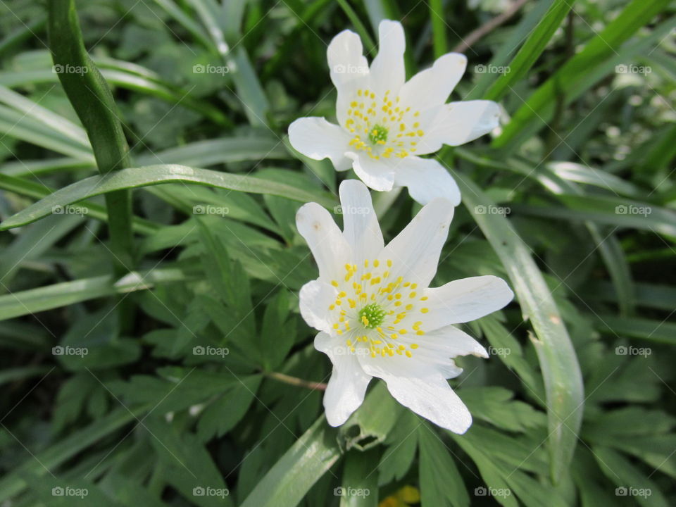 Anemone nemorosa wild flowers growing at Ebbor gorge