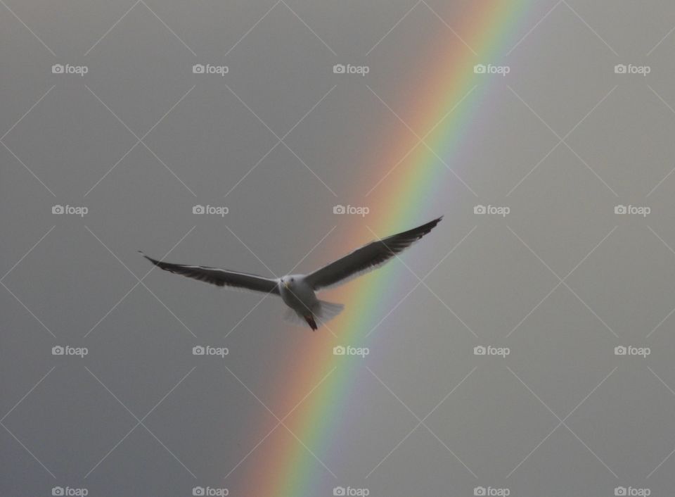 Seagull and rainbow 