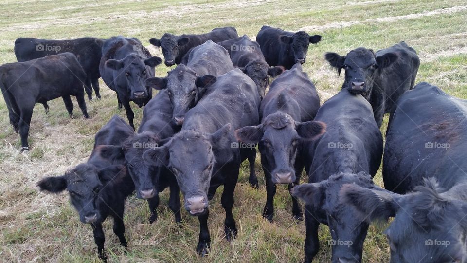 Herd of cows standing on grassy field