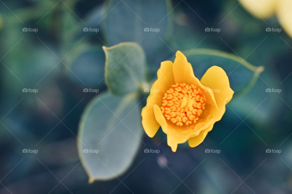 Yellow Bloom