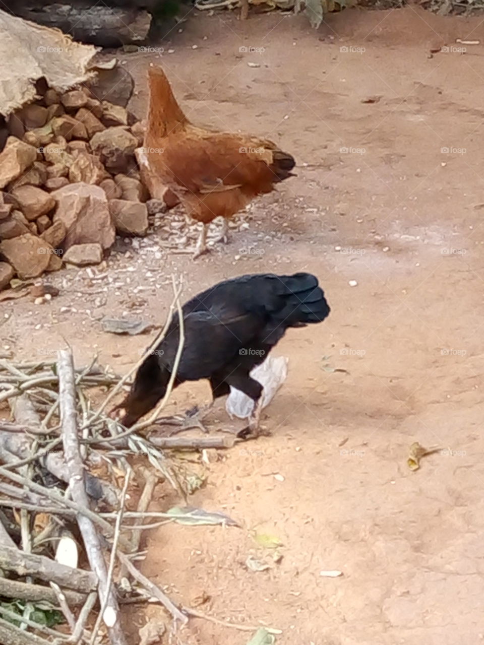 Our indegeneous chicken in rural areas.
They are left to roam around the bush eat from the ground,termites and insects.
This type is natural and nice yummy when prepared.
The eggs are nice with its yellow real Indeed.
They are resistant to deseases.