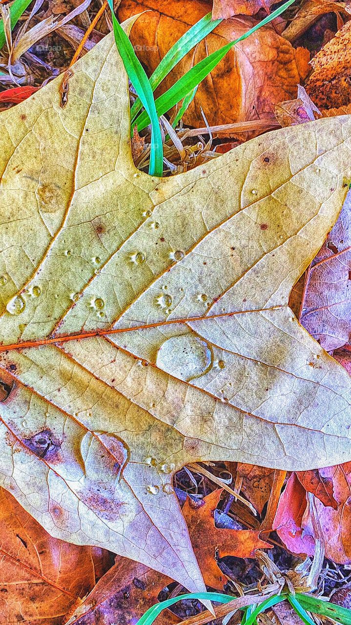 Wet autumn leaf