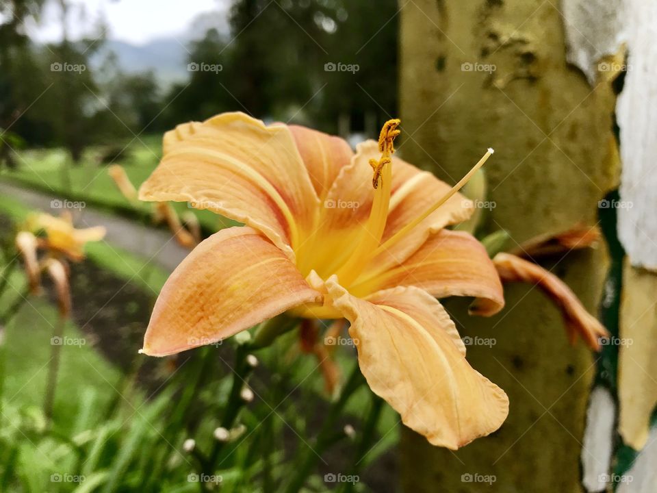 Kind of a Lily - Victoria Park - Nuwara Eliya. One of the beautiful flower garden you can visit in the area. 