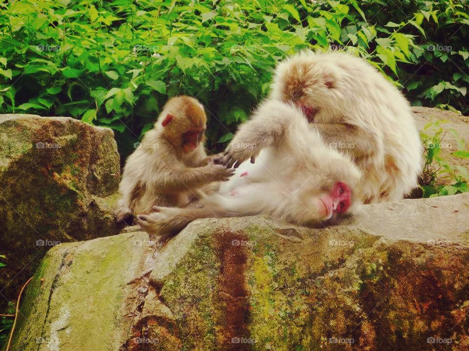 Baby Snow Monkey With Family in Navajo, Japan