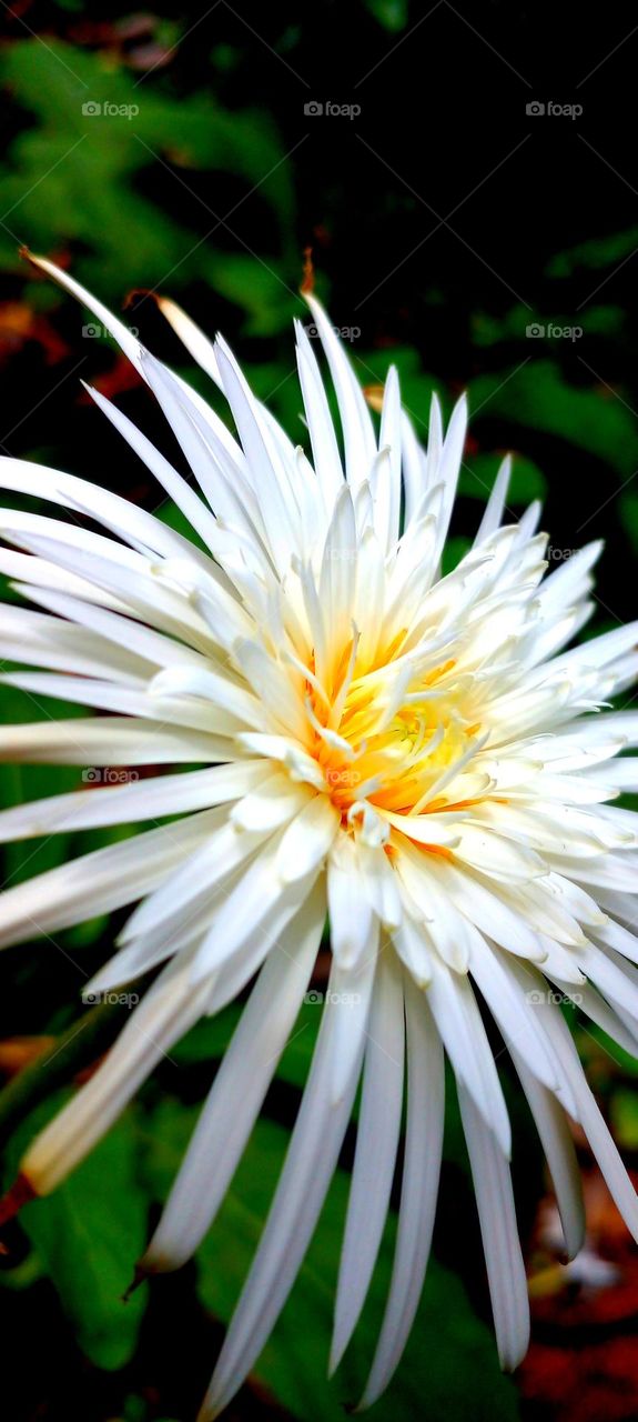 naturelove, white, flower, beautiful, drak background, yellow, uncommon, cute