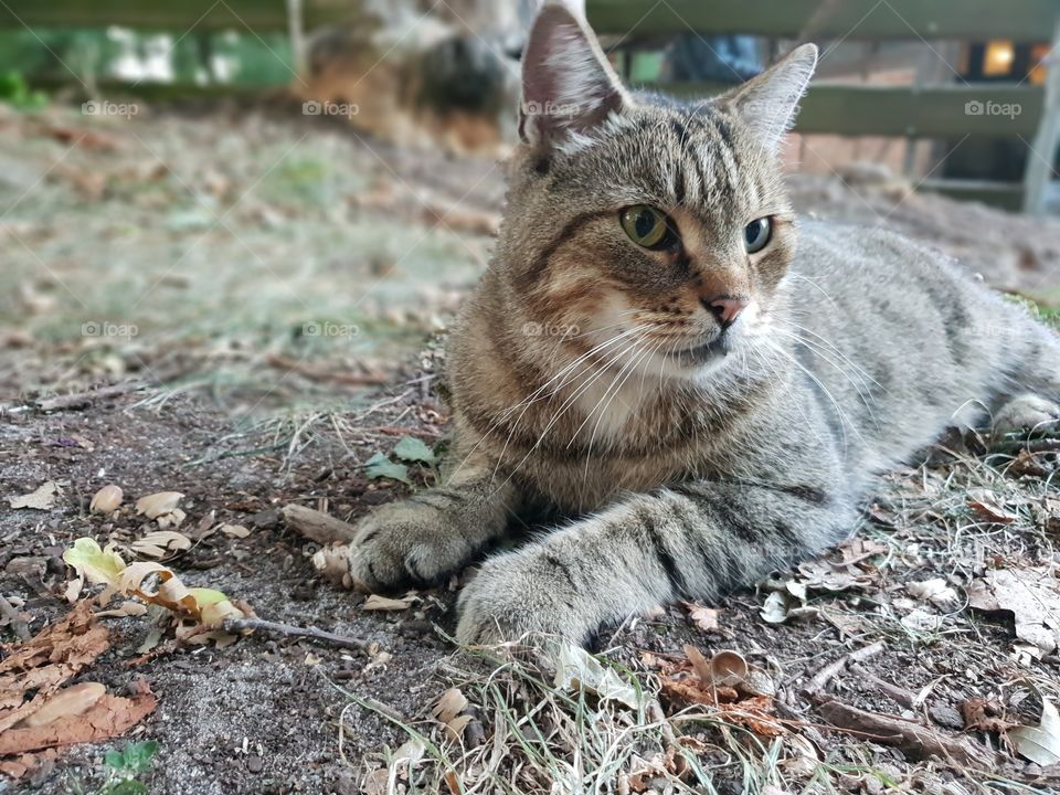 Brown stripey cat lying in a garden in Germany