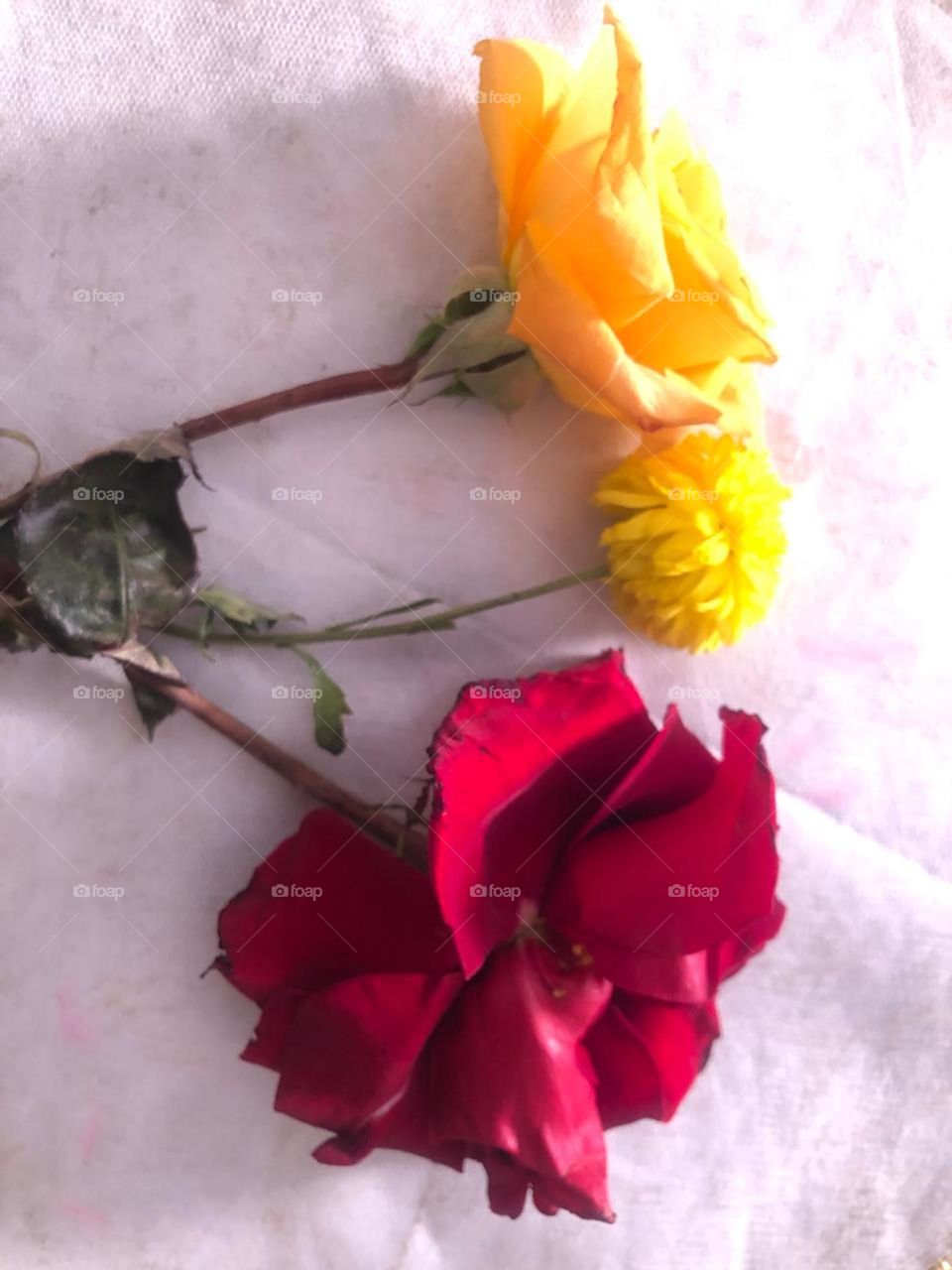 beautiful and Multicolor flowers