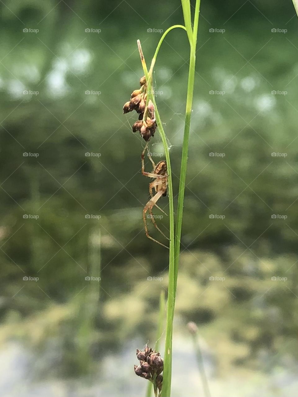 Found this guy clinging to a reed on the edge of our pond today - it was super windy!