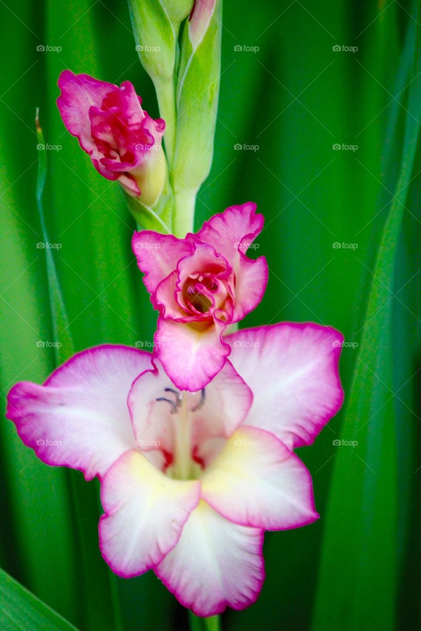 Close-up of pink flower